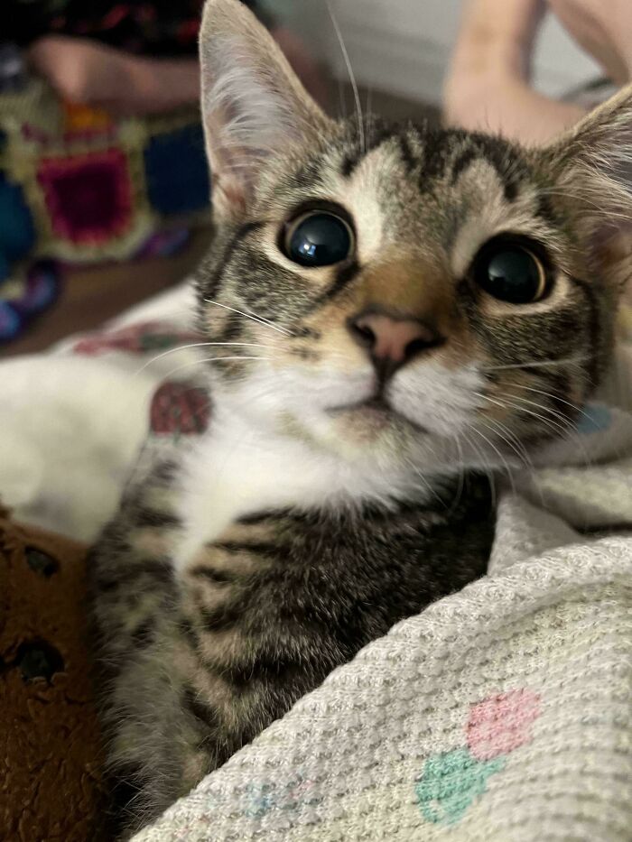 45 Pics Of Cats Moments Before They’re About To Attack Their Owners