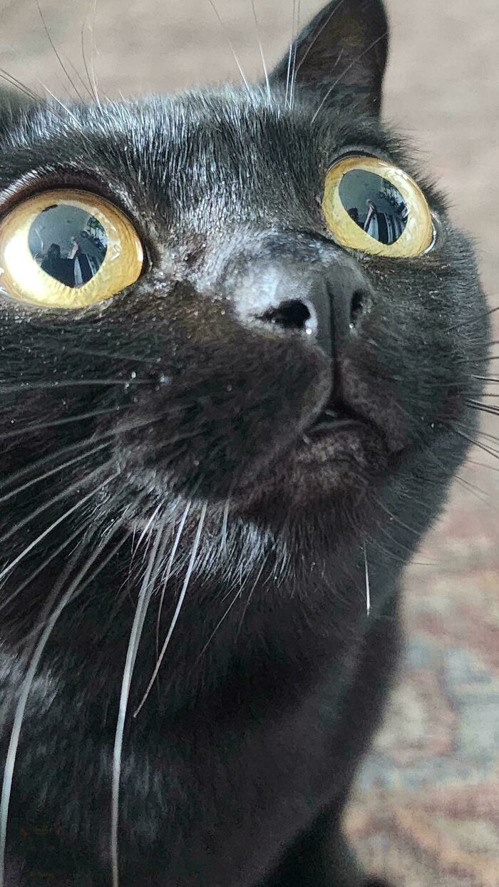 45 Pics Of Cats Moments Before They’re About To Attack Their Owners