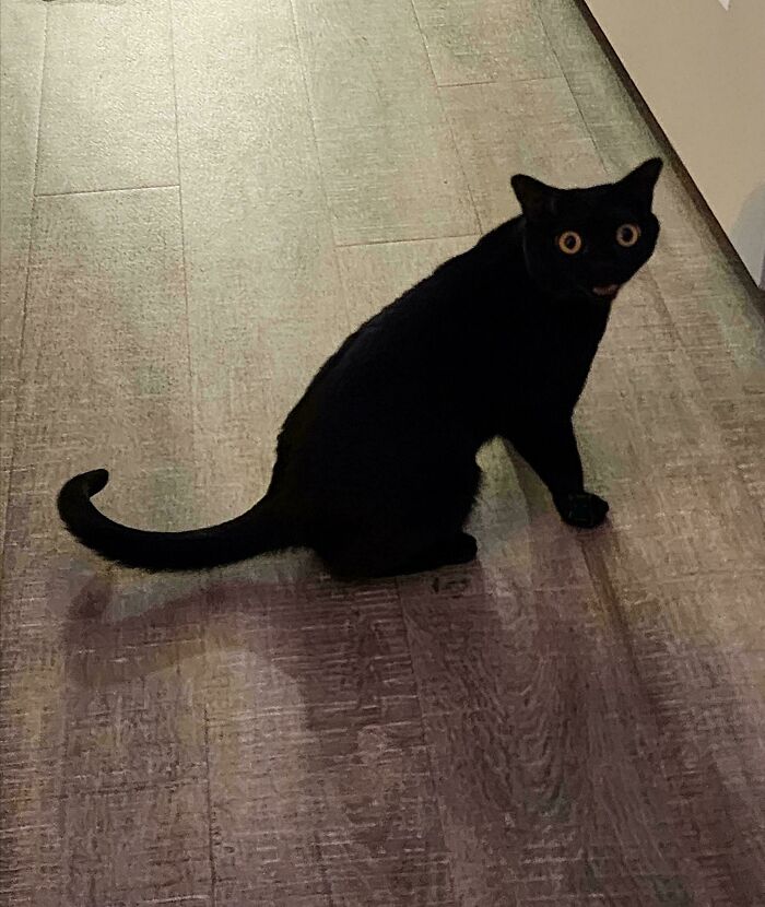 45 Pics Of Cats Moments Before They’re About To Attack Their Owners