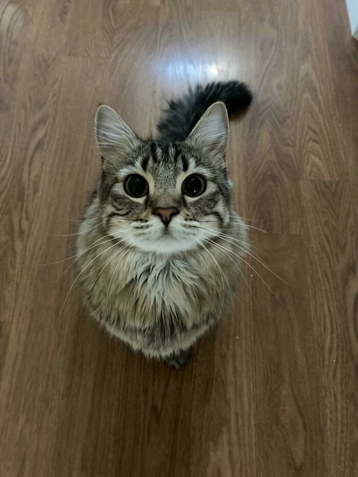 45 Pics Of Cats Moments Before They’re About To Attack Their Owners