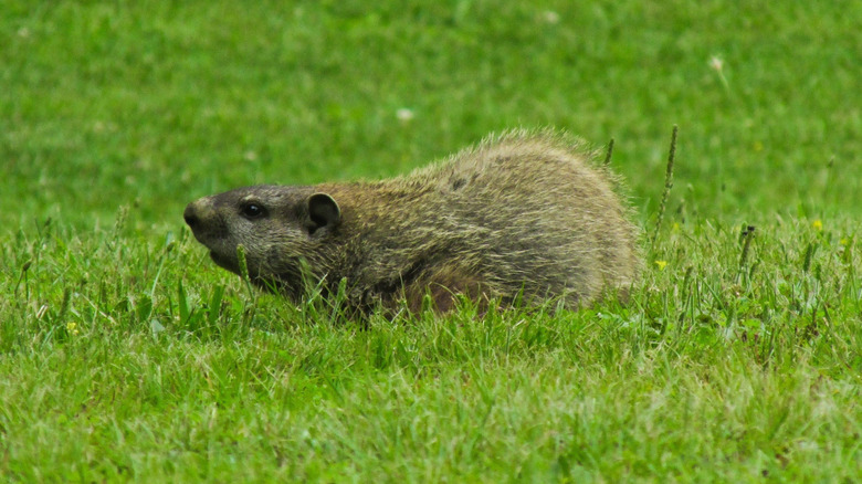 Legality Issues You Need To Be Aware Of When Dealing With Groundhogs