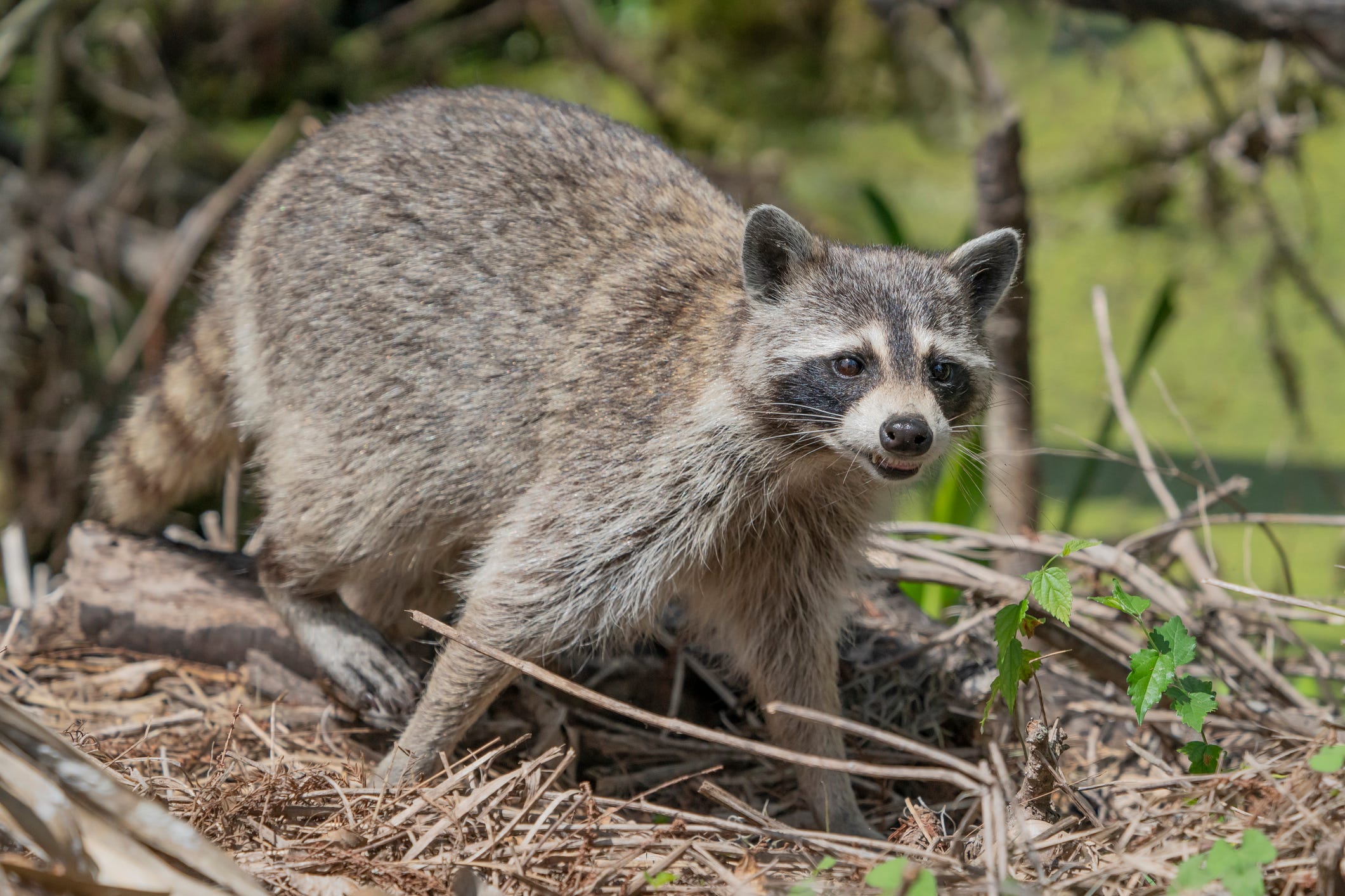 Rabid raccoon bites man trying to rescue it in Georgia