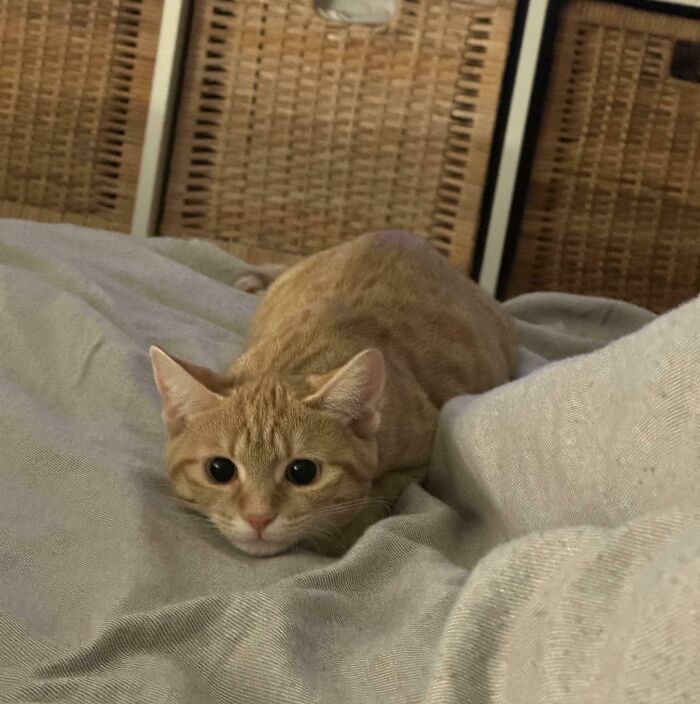 45 Pics Of Cats Moments Before They’re About To Attack Their Owners
