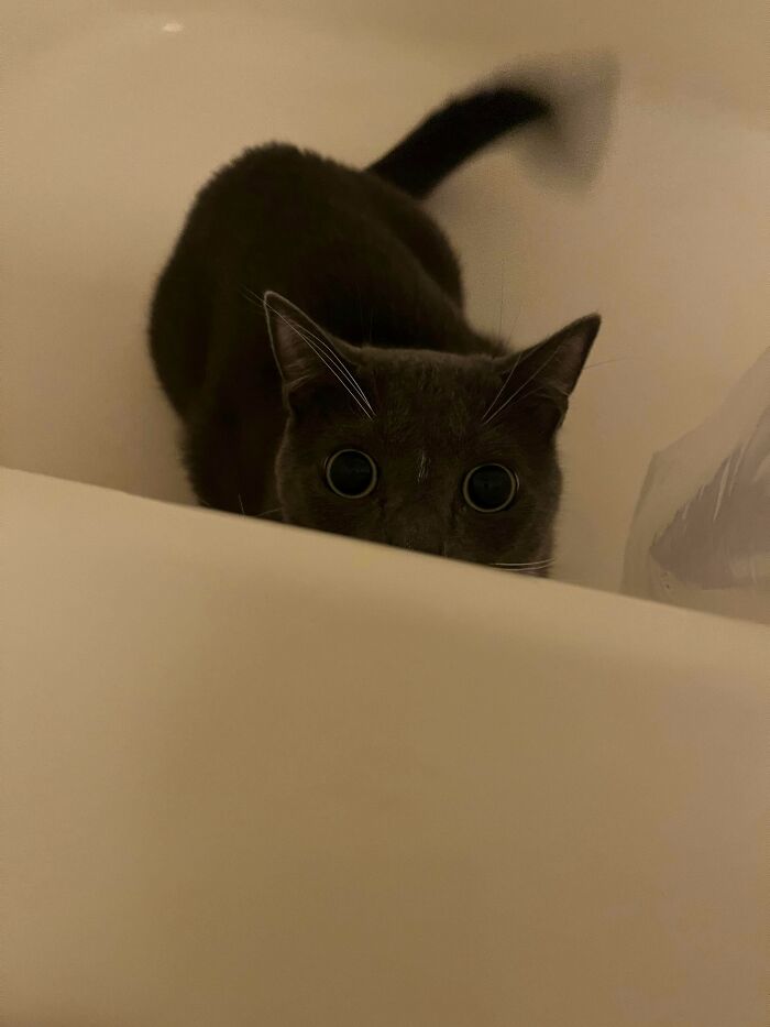 45 Pics Of Cats Moments Before They’re About To Attack Their Owners