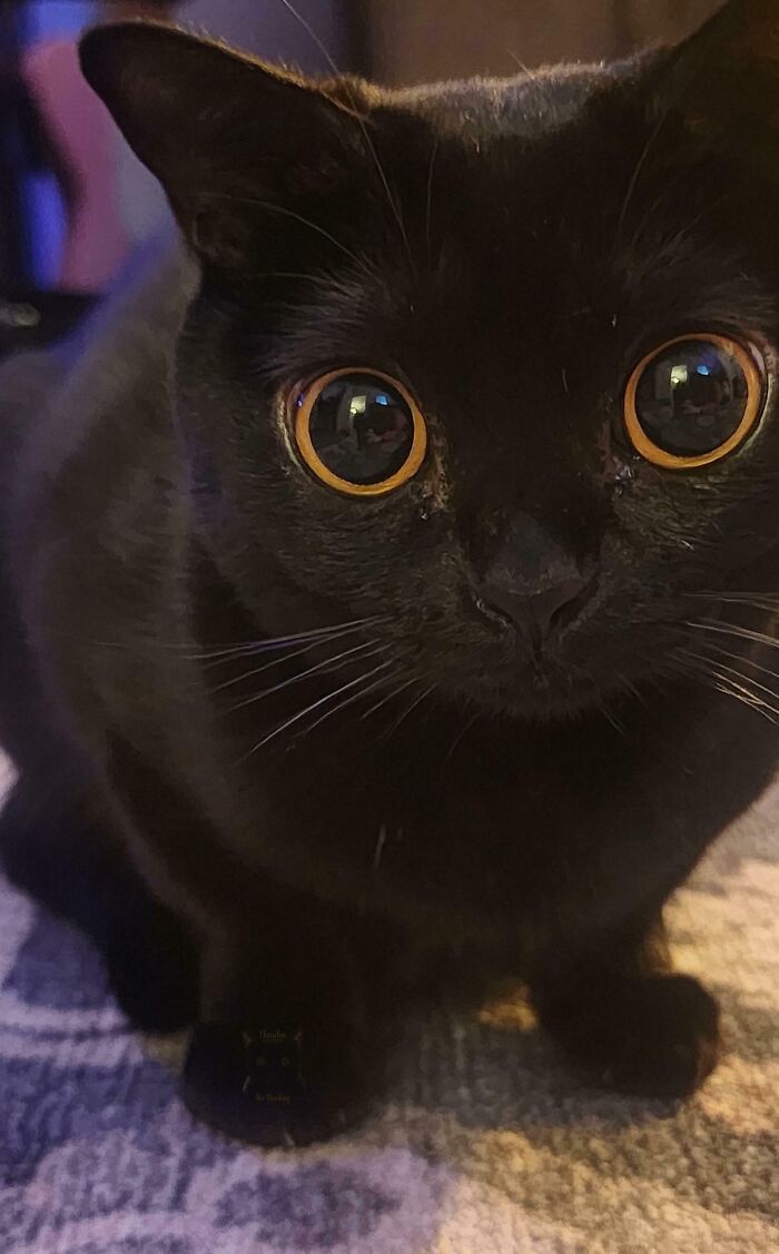 45 Pics Of Cats Moments Before They’re About To Attack Their Owners