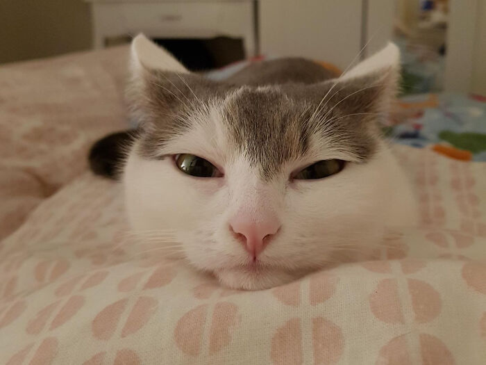 45 Pics Of Cats Moments Before They’re About To Attack Their Owners