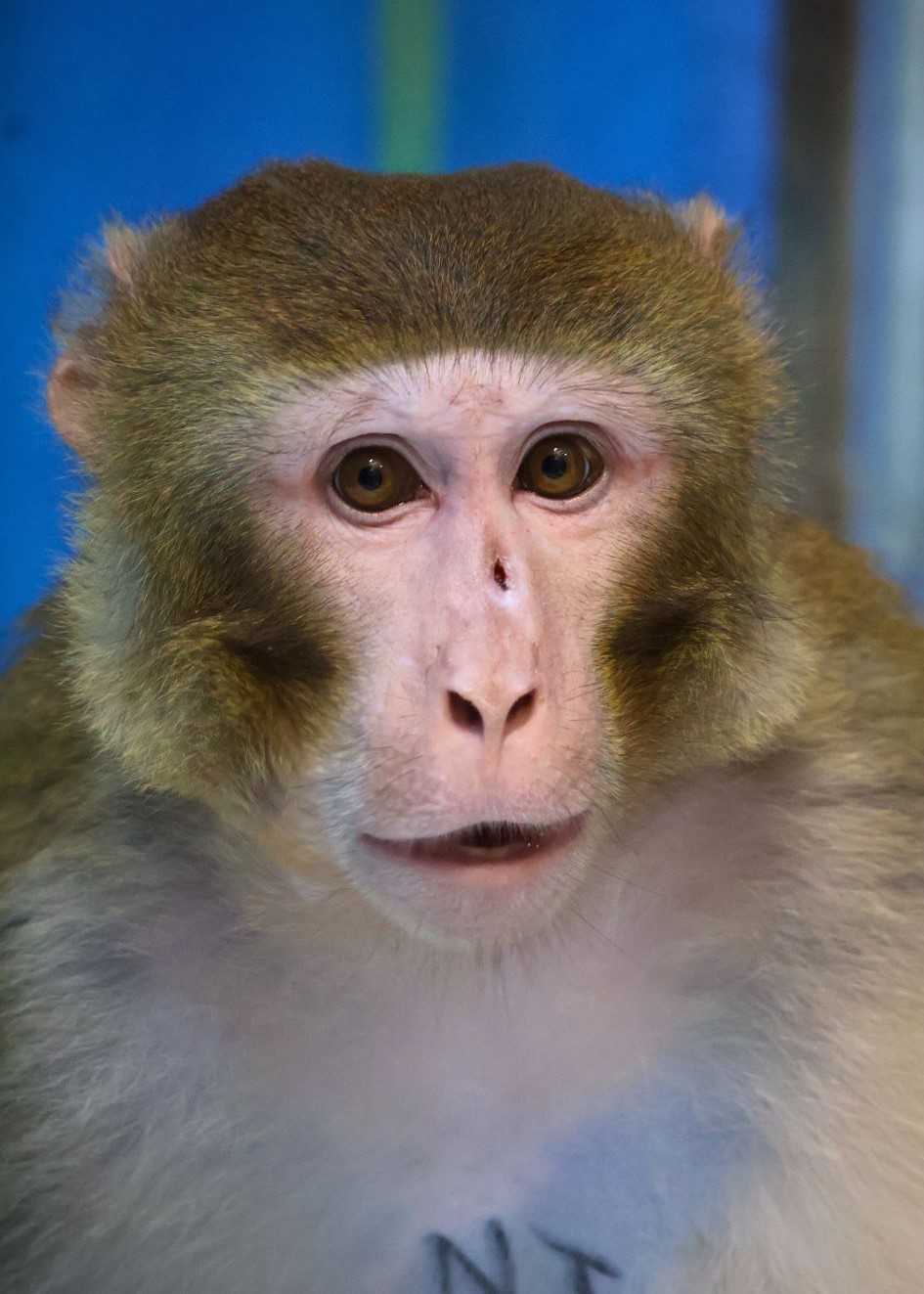 From highway escape to safe haven, Forrest the monkey starts a new chapter