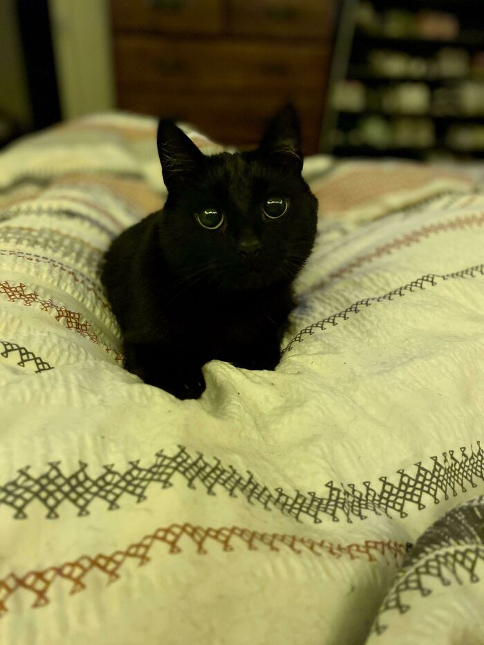 45 Pics Of Cats Moments Before They’re About To Attack Their Owners