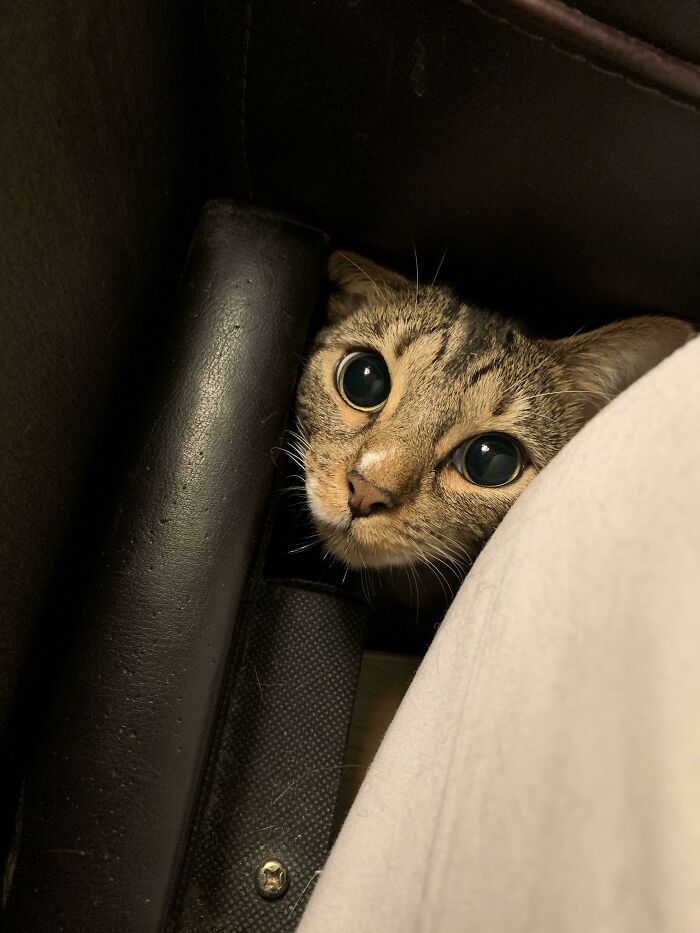 45 Pics Of Cats Moments Before They’re About To Attack Their Owners