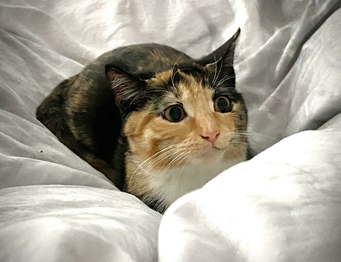 45 Pics Of Cats Moments Before They’re About To Attack Their Owners