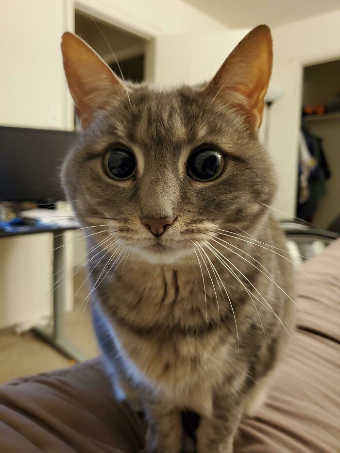45 Pics Of Cats Moments Before They’re About To Attack Their Owners