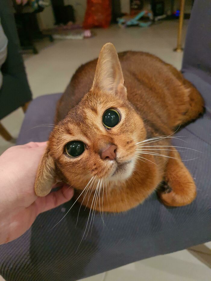 45 Pics Of Cats Moments Before They’re About To Attack Their Owners