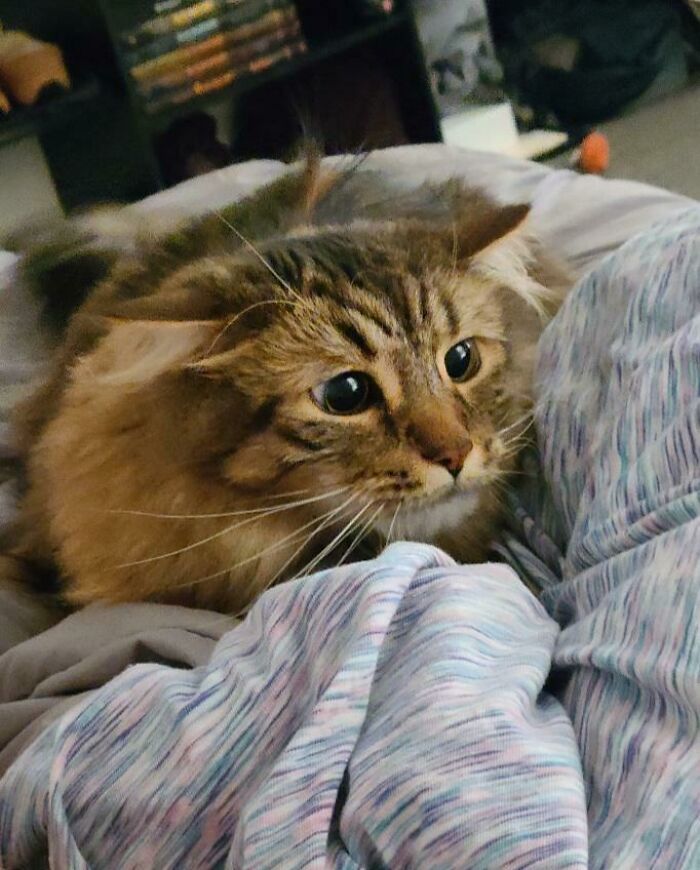 45 Pics Of Cats Moments Before They’re About To Attack Their Owners
