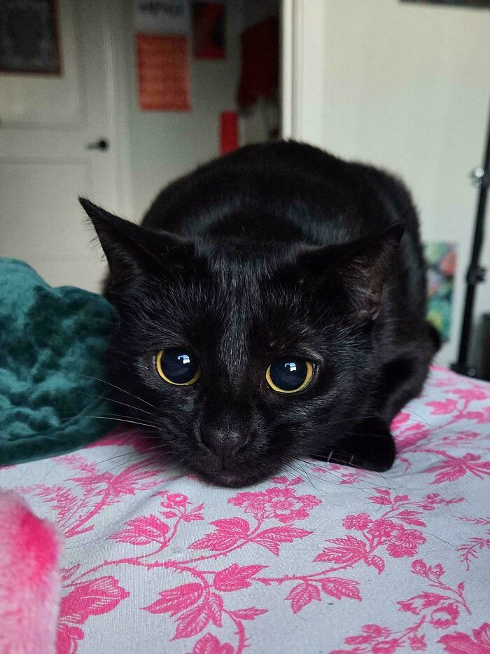 45 Pics Of Cats Moments Before They’re About To Attack Their Owners