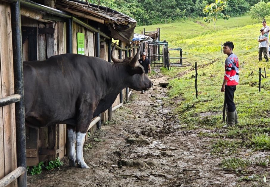 Eksploitasi dan Harapan Jadi Kunci Kembalinya Banteng Jawa ke Habitat Aslinya