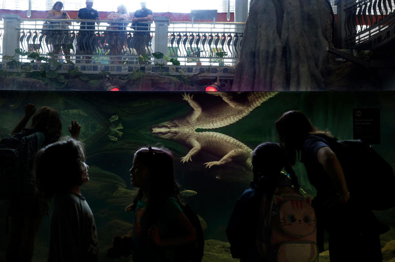 Claude, el icónico caimán albino de San Francisco, muere a los 30 años