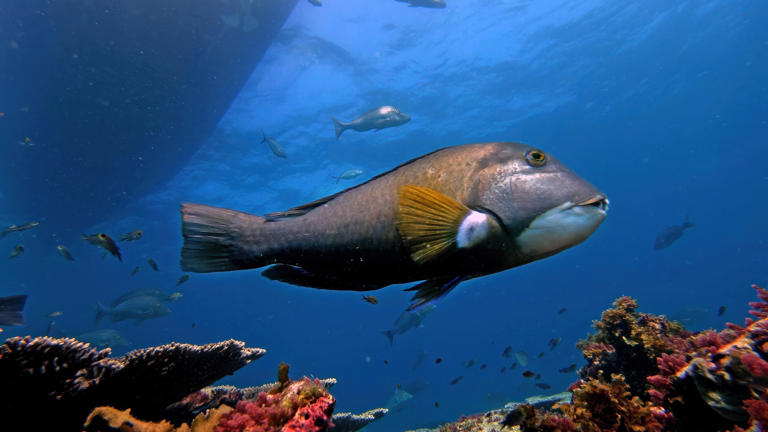 Demersal fishing ban announced for commercial, recreational fishers in ...
