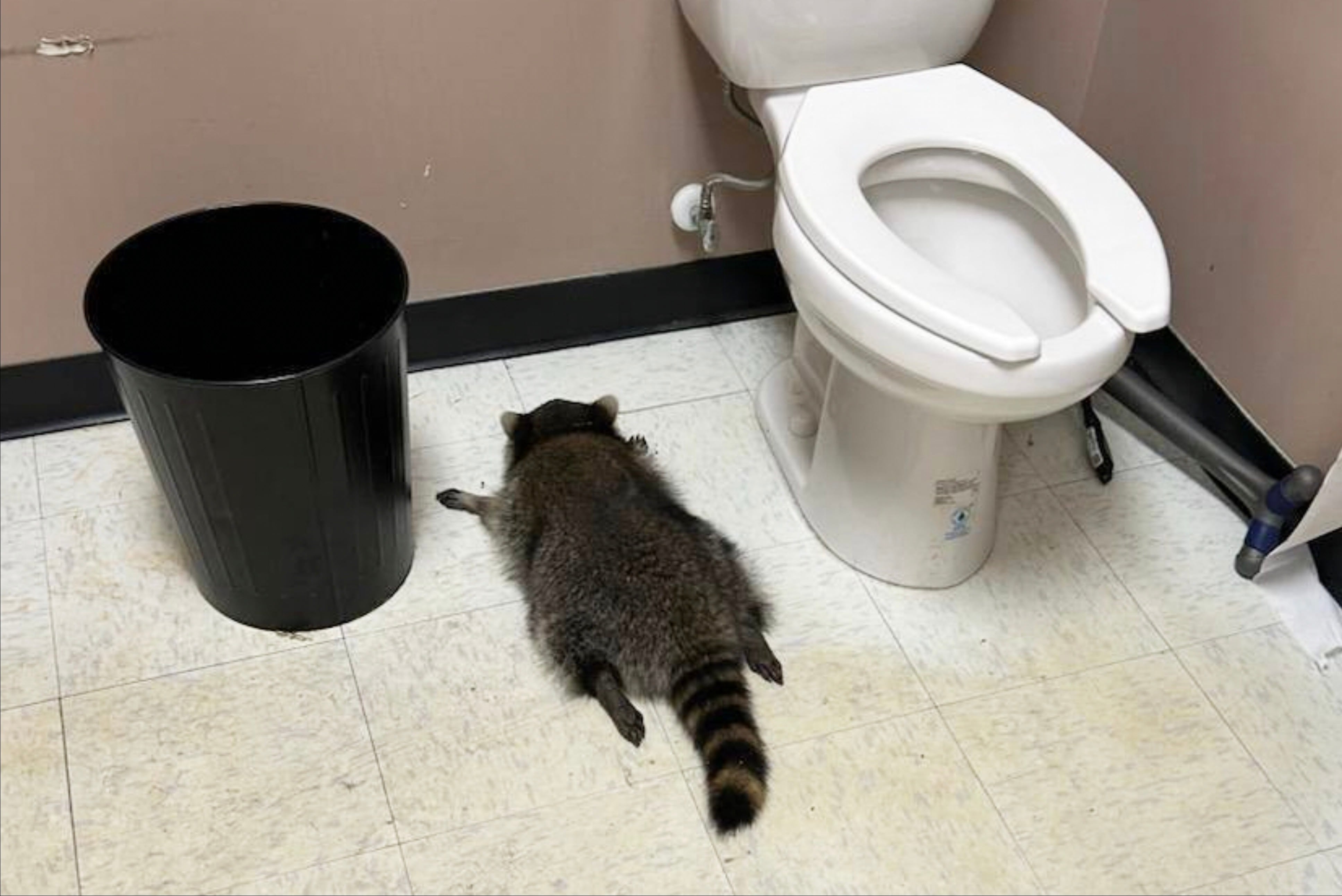 Drunk raccoon ‘arrested’ for breaking into liquor store
