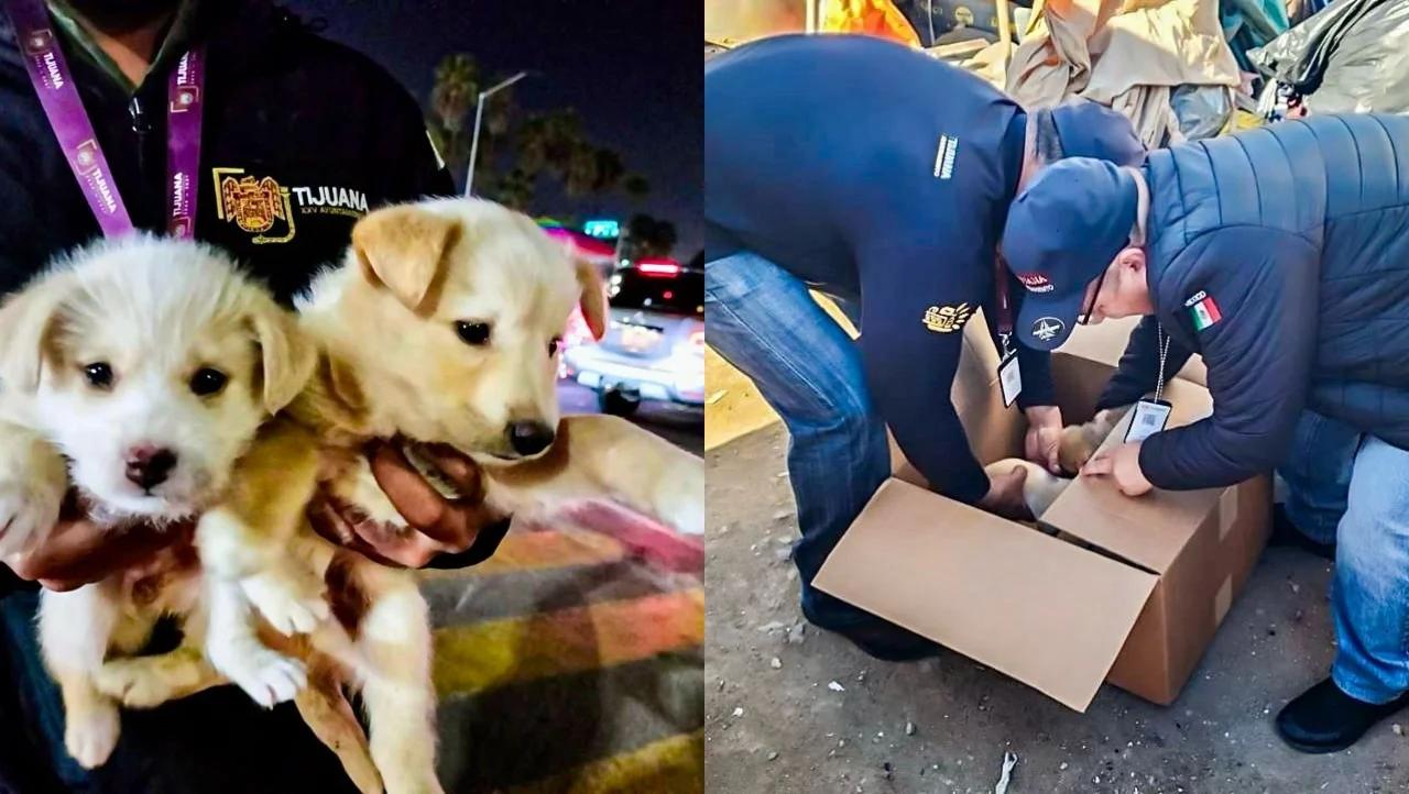 Tijuana Cracks Down on Illegal Puppy Sales; Four Animals Rescued
