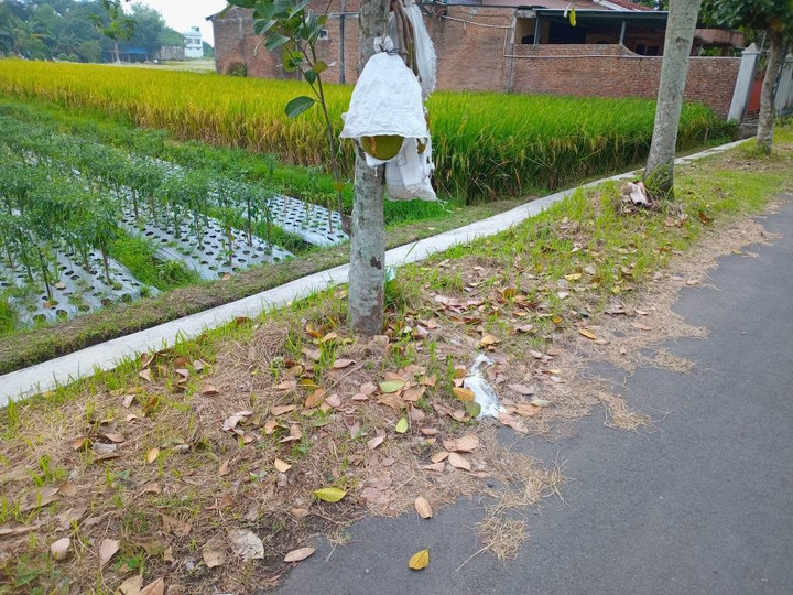 Sampah Tak Terhenti: Limbah yang Selalu Datang
