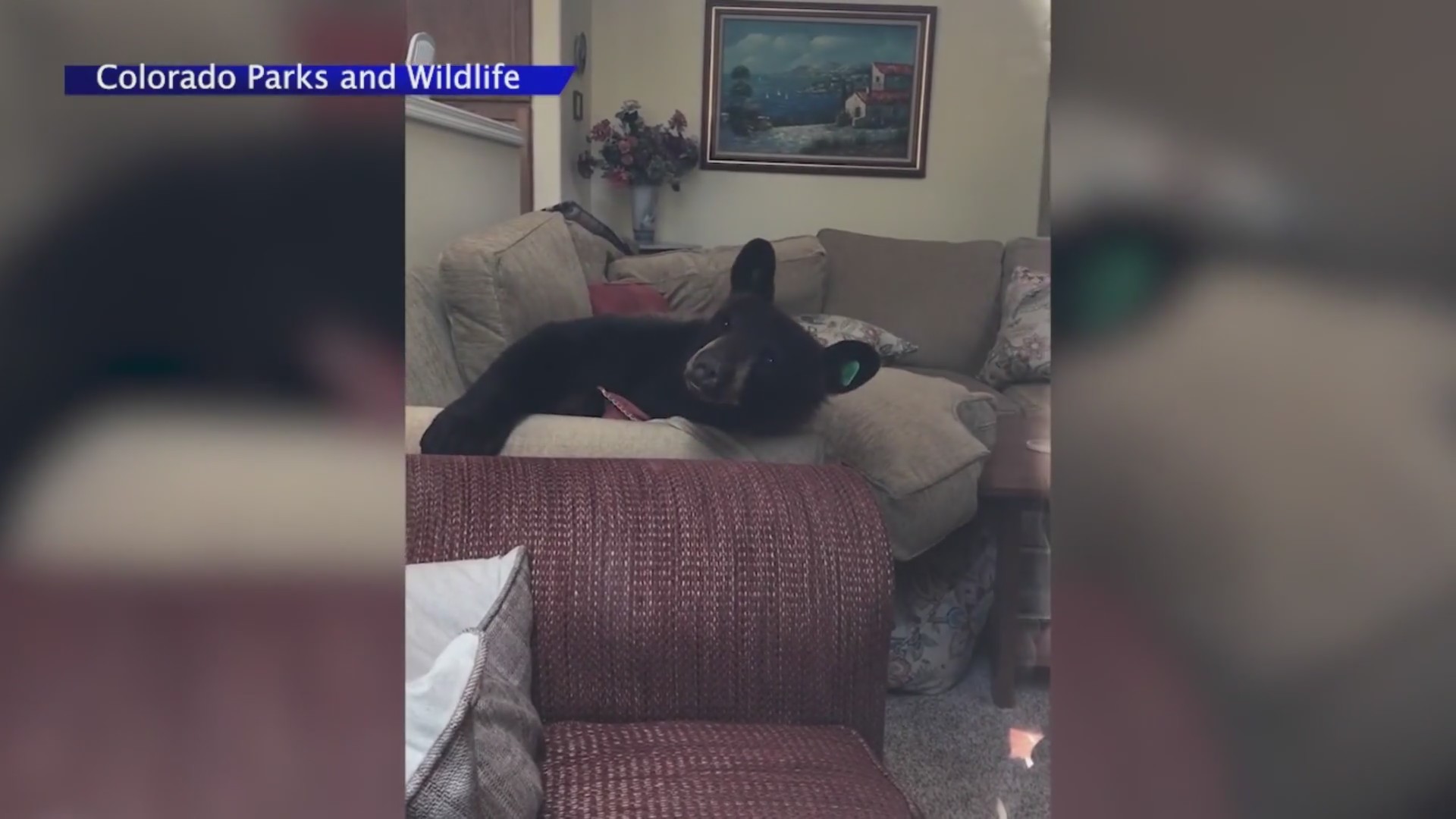 Colorado residents, bear interactions on the rise