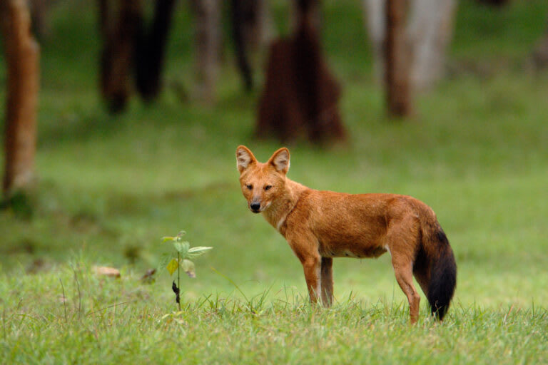 Predators in peril: Protected areas cover just a fraction of global ...
