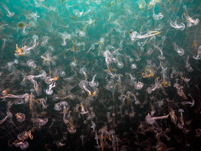 50 Stunning Winning Images From Nature Photographer Of The Year 2025