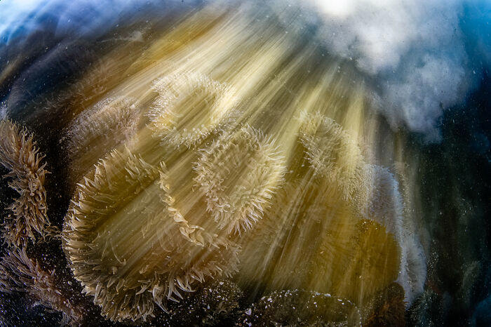 50 Stunning Winning Images From Nature Photographer Of The Year 2025