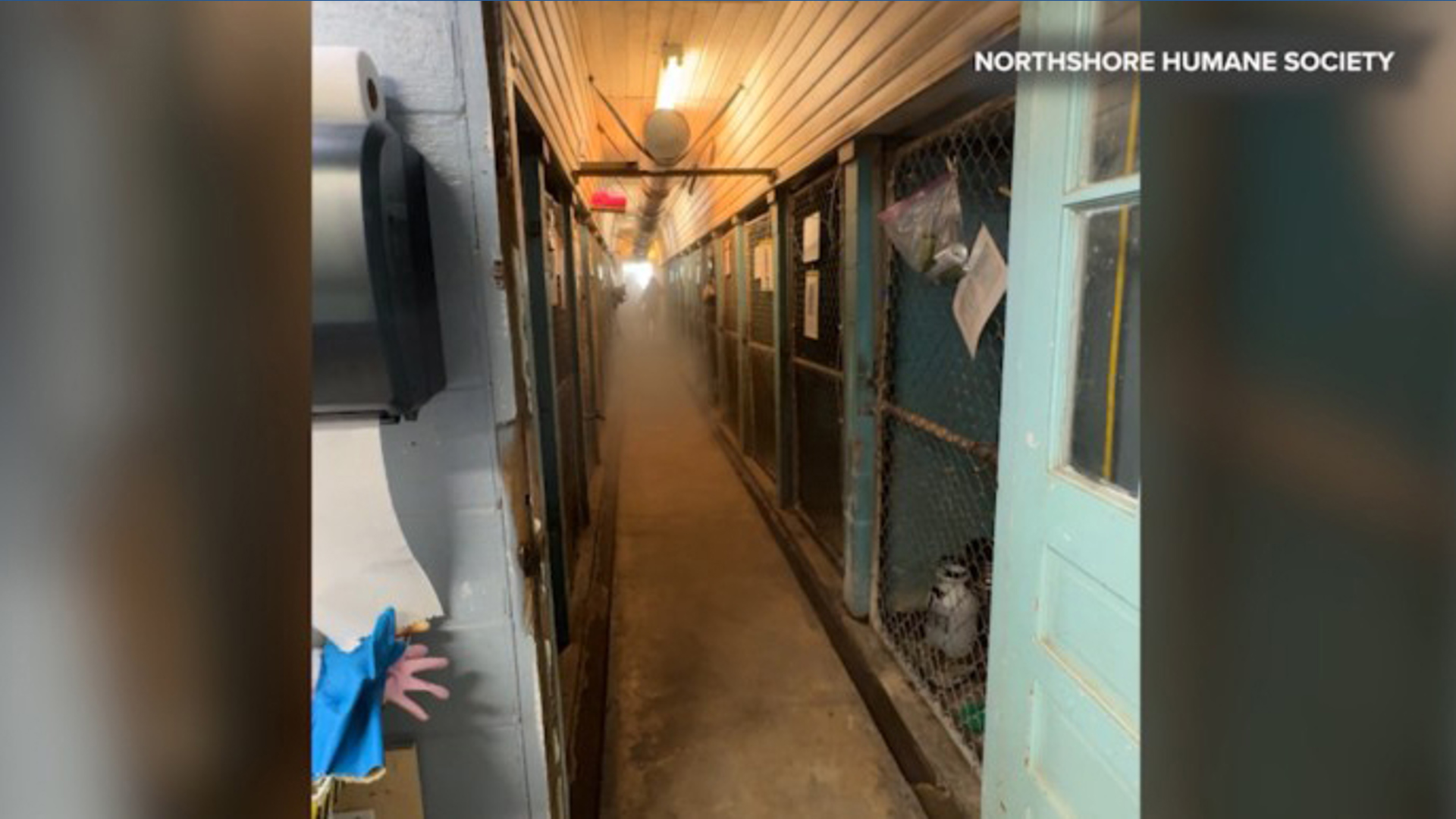 Fosters needed for dogs displaced by fire at Northshore Humane Society ...