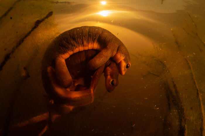50 Stunning Winning Images From Nature Photographer Of The Year 2025