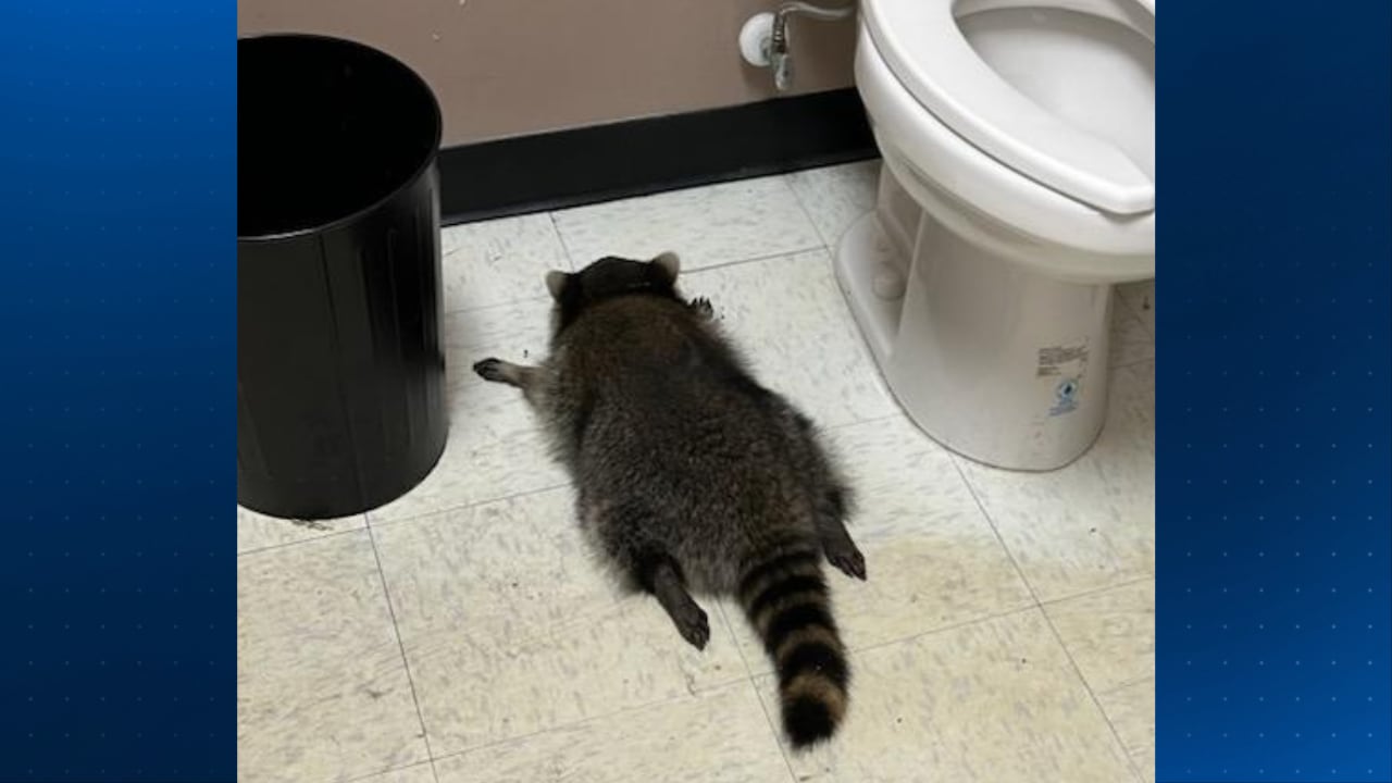 Intoxicated raccoon ‘arrested’ after liquor store break-in