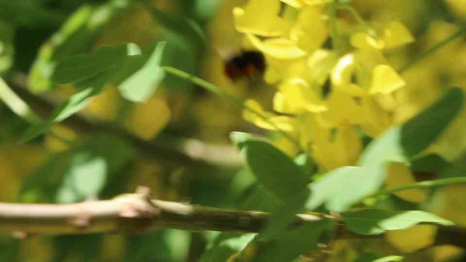 Winter Guide to Recognizing the Laburnum Tree