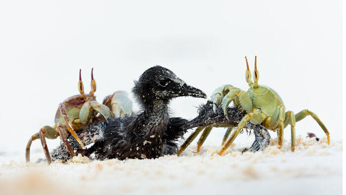 50 Stunning Winning Images From Nature Photographer Of The Year 2025