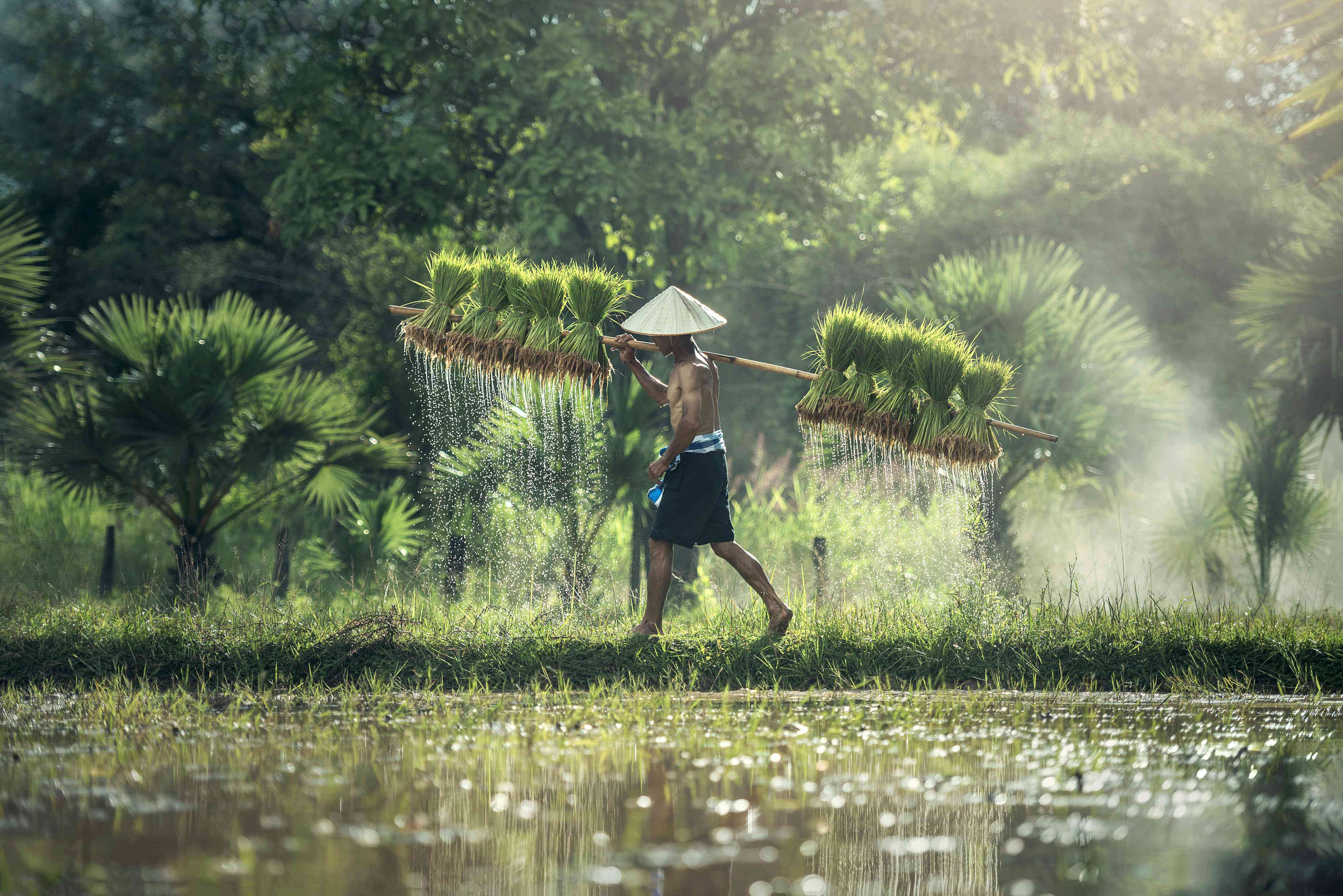 Petani Miskin yang Melindungi Anaknya dari Alam