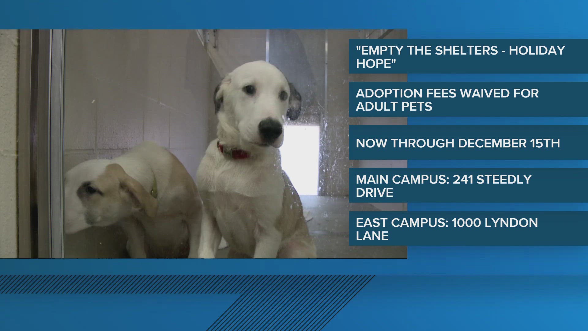 Kentucky Humane Society waives adoption fees for holiday pets