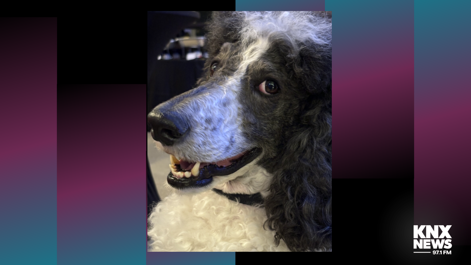 Meet Rudy - the L.A. County therapy dog who won a big award!