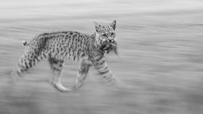 50 Stunning Winning Images From Nature Photographer Of The Year 2025