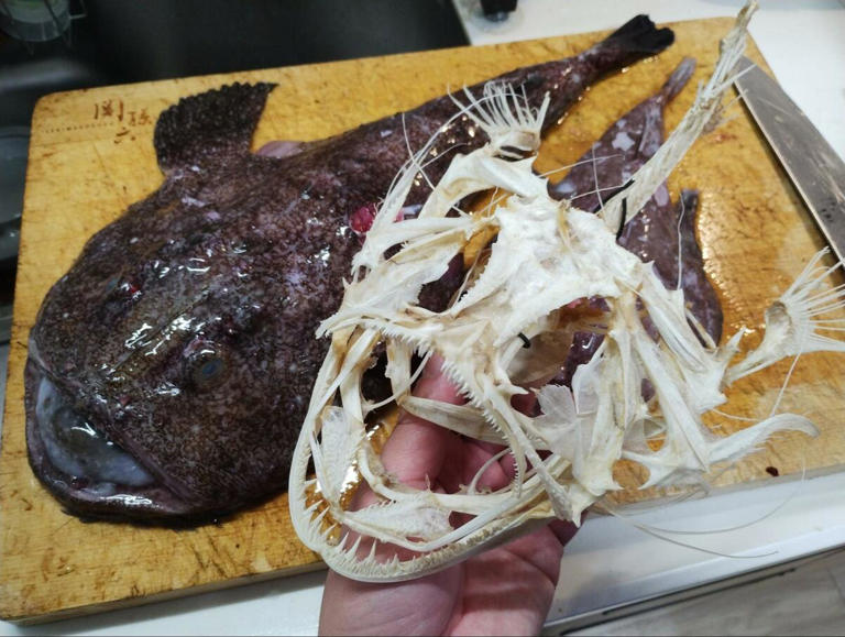 アンコウから取り出した「骨」に思わず目を疑う 骨格標本のような状態