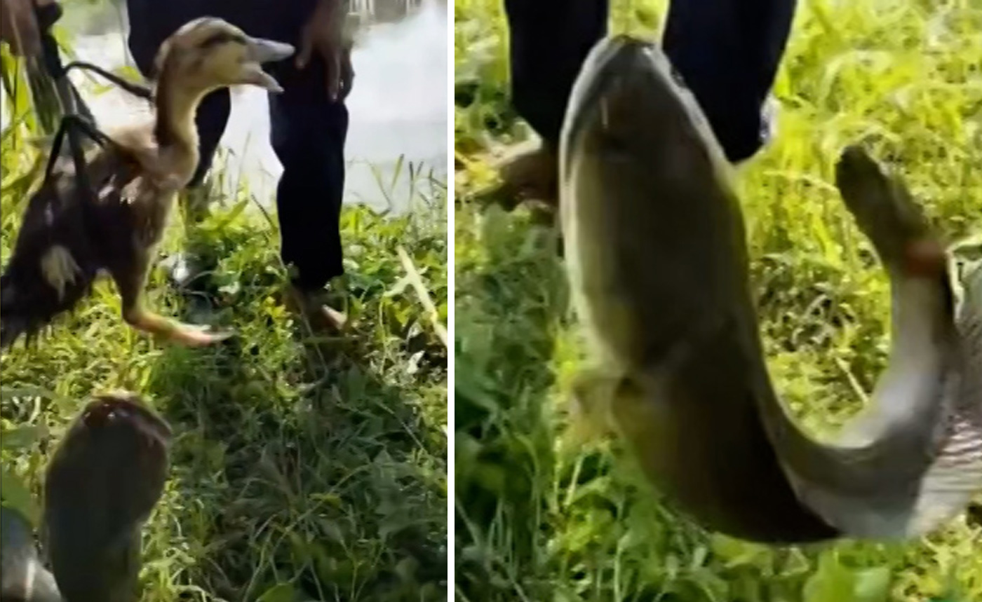 Hooking giant snakehead causes man’s fishing rod to snap