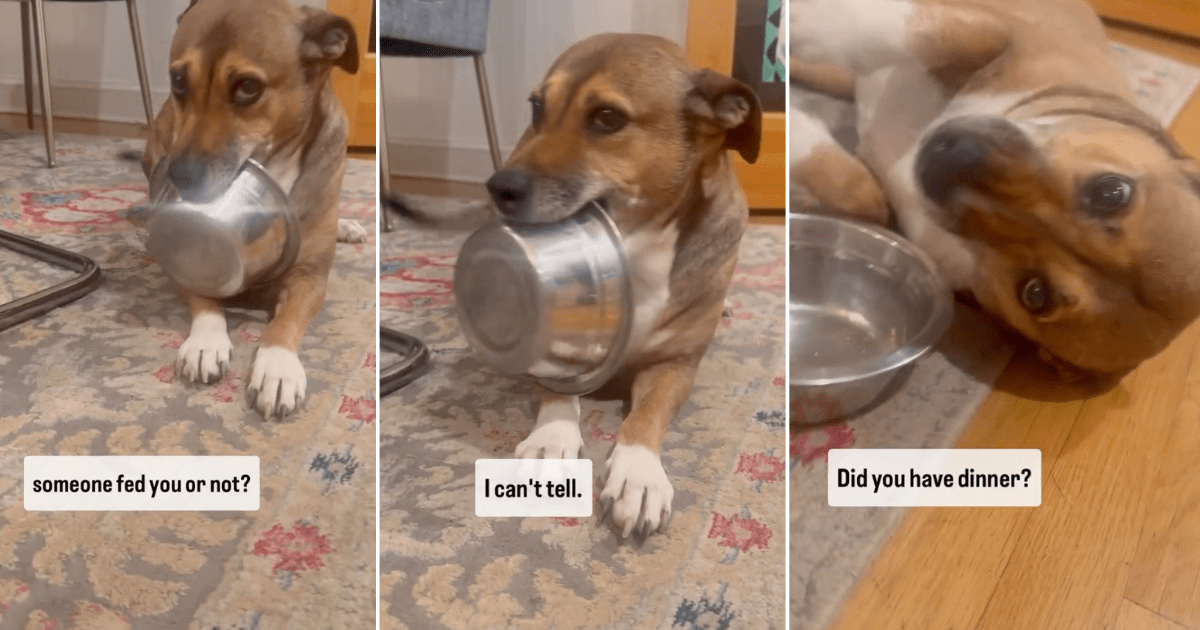 Rescue Puppy Has the Cutest Way of Asking for Food in Viral Video