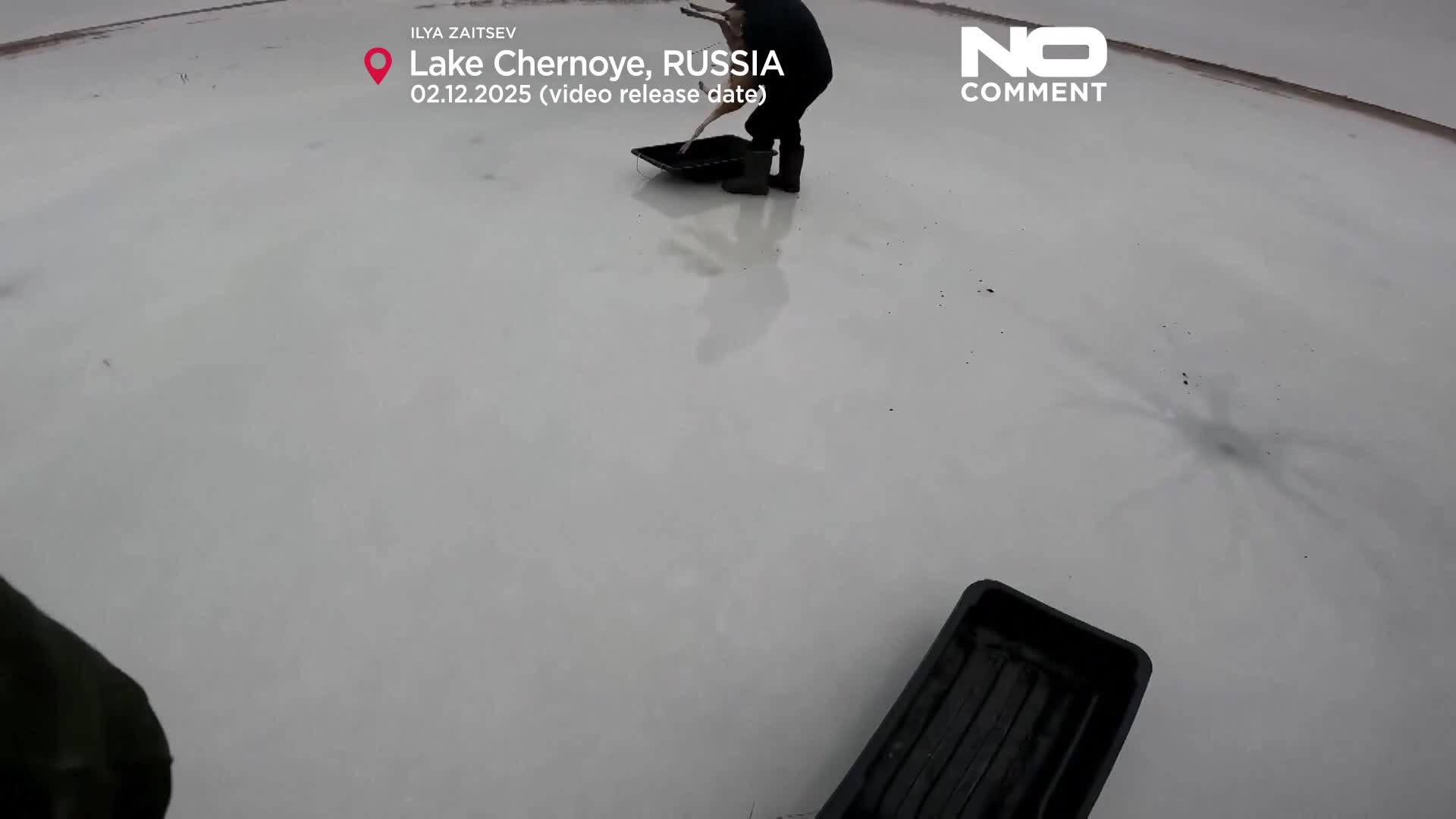 Hundreds of roe deer rescued from Siberian frozen lakes