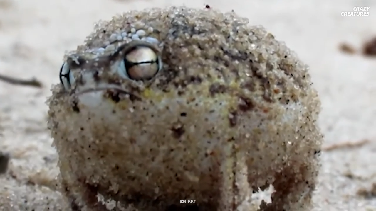 This frog’s toy-like squeak is one of the oddest noises in the animal ...