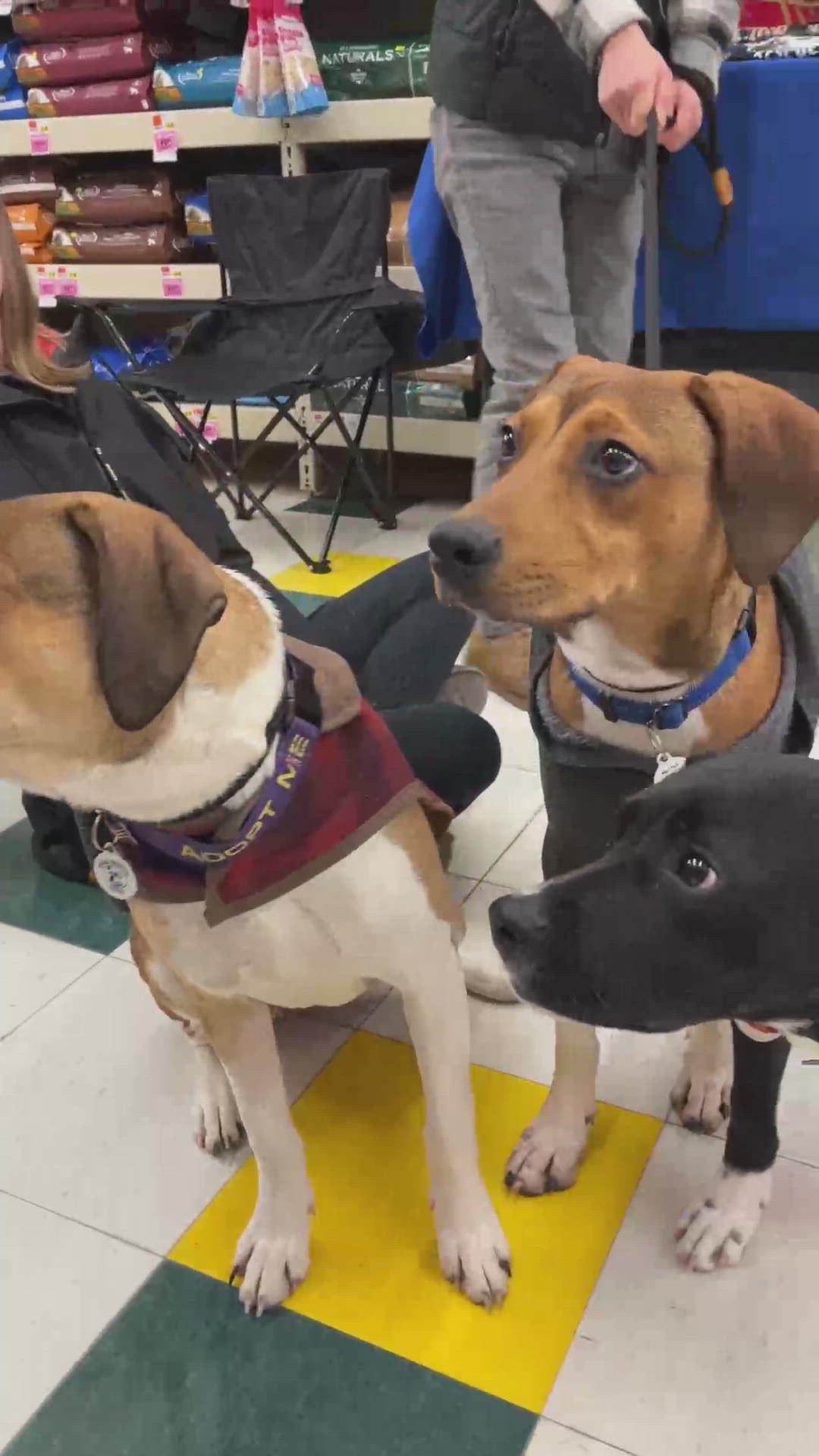 Pet adoption event at Pet Supplies Plus