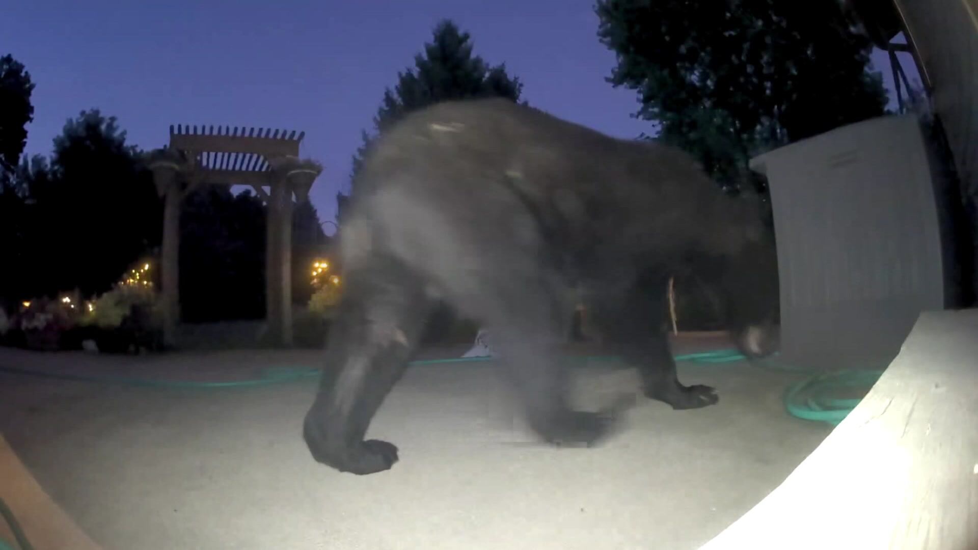 Colorado bear sightings reach four-year high in 2025