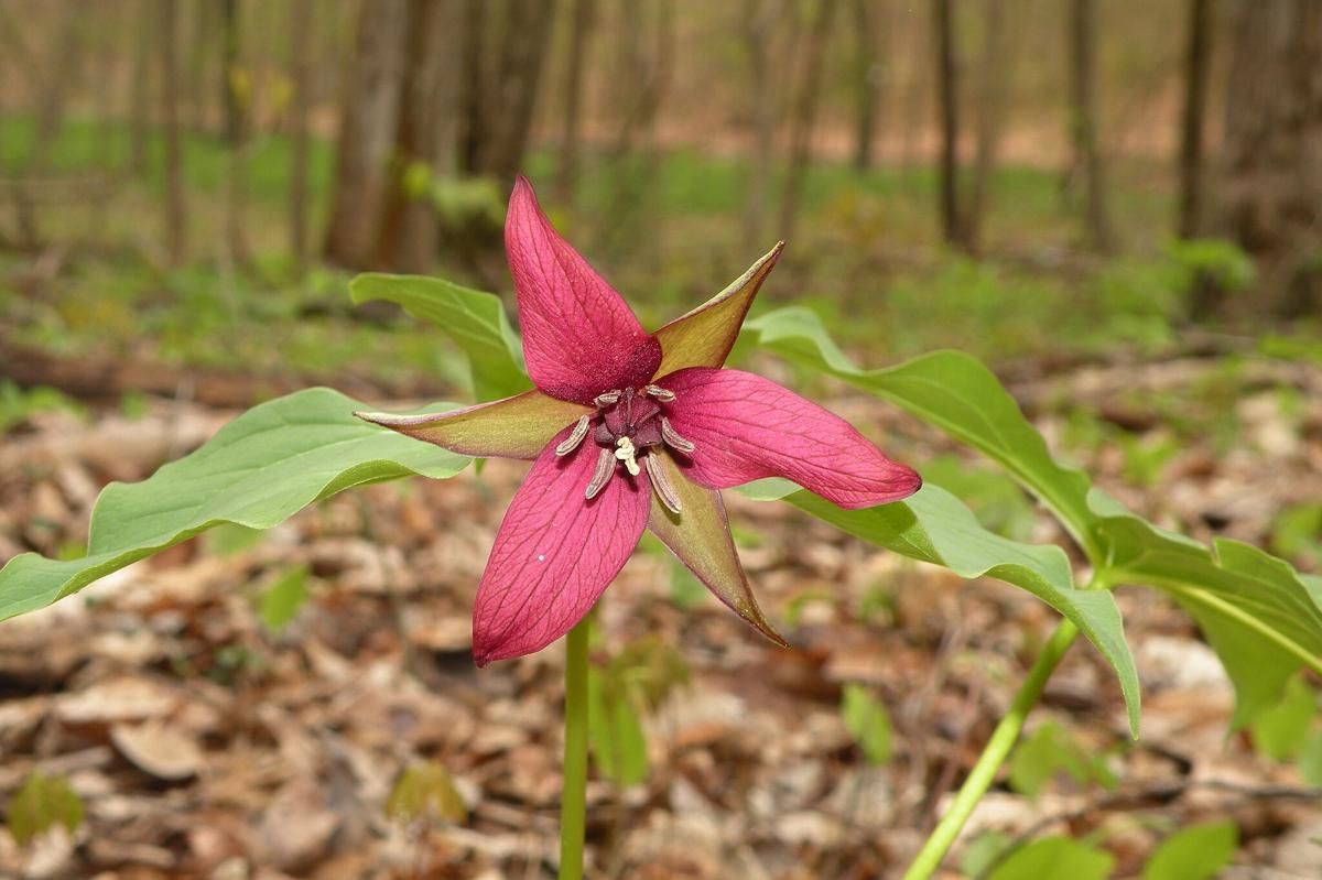 5 Fakta Menarik Bunga Trillium Merah yang Bau Busuk