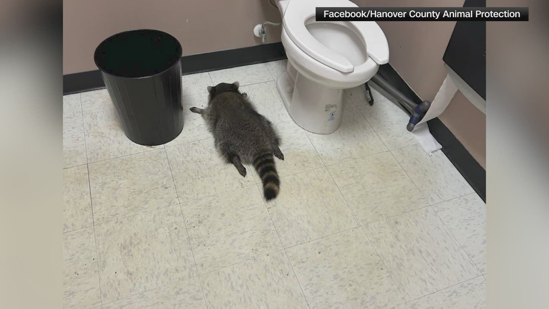 RAW: Raccoon rampage through a Virginia liquor store caught on camera