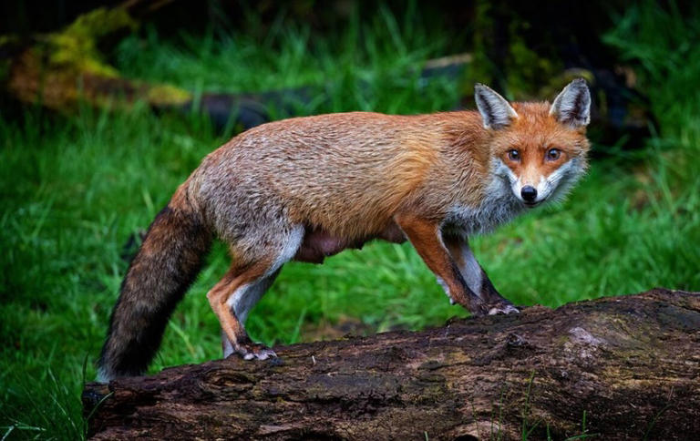Poll suggests large majority in favour of ban on foxes getting hunted ...