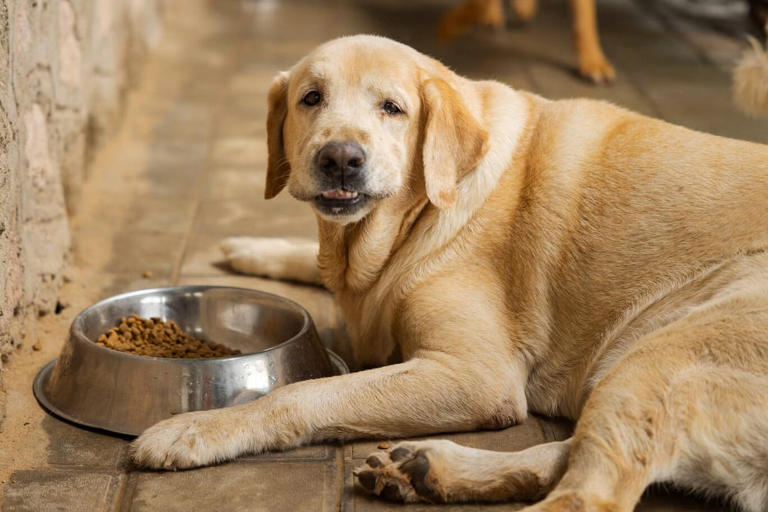 Pet-Specific GLP-1 Obesity Treatments Emerge for Cats and Dogs