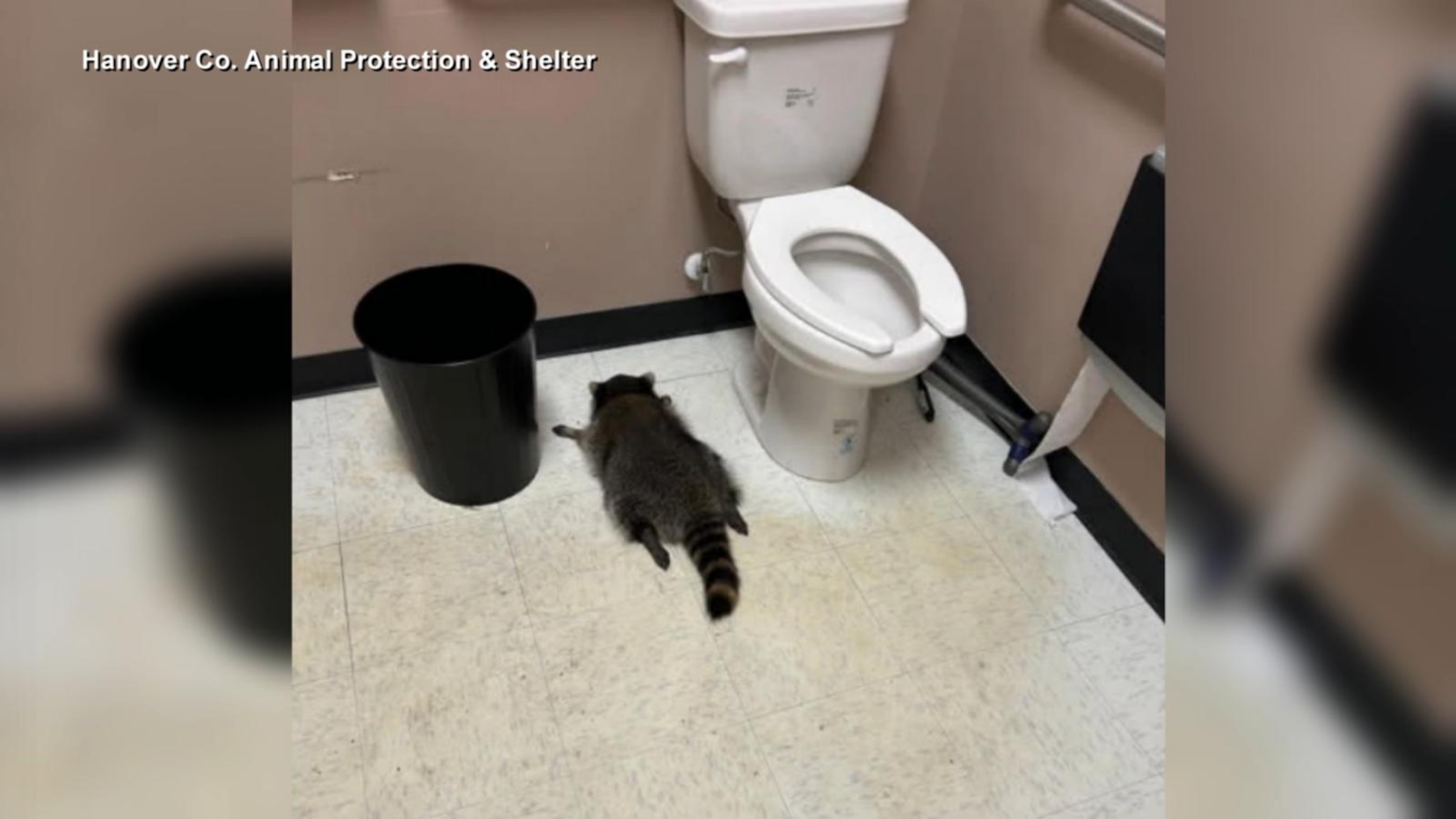 Drunk raccoon found passed out in liquor store bathroom: Officials