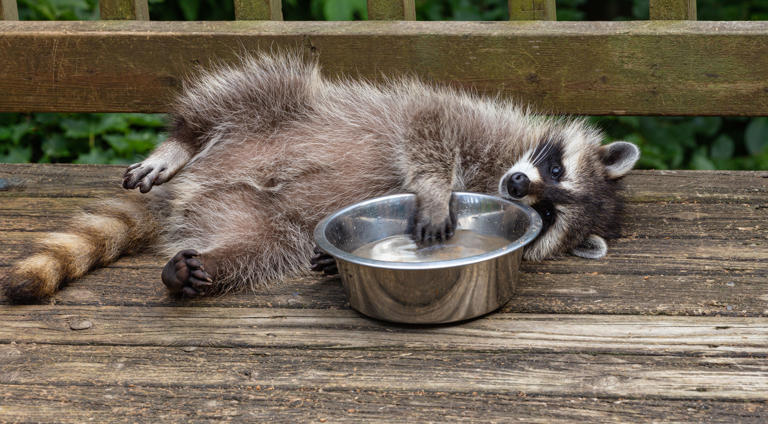 The Internet Can't Believe These Pictures Of A Drunk Raccoon Passed Out ...